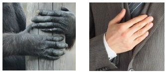 チンパンジーと人の手の比較