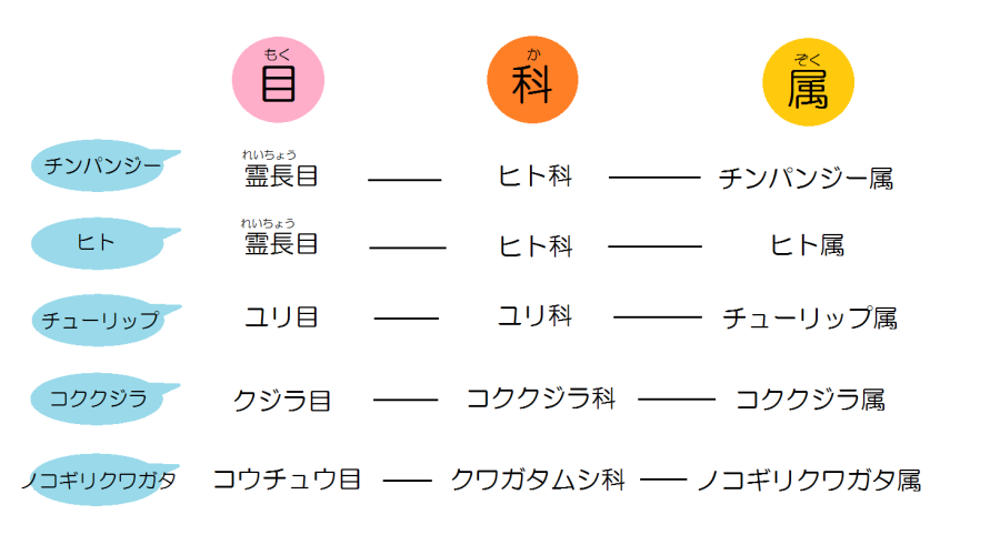 チンパンジーは霊長目・ヒト科・チンパンジー属。ヒトは霊長目・ヒト科・ヒト属。チューリップはユリ目・ユリ科・チューリップ属。コククジラはクジラ目・コククジラ科・コククジラ属。ノコギリクワガタはコウチュウ目・クワガタムシ科・ノコギリクワガタ属。