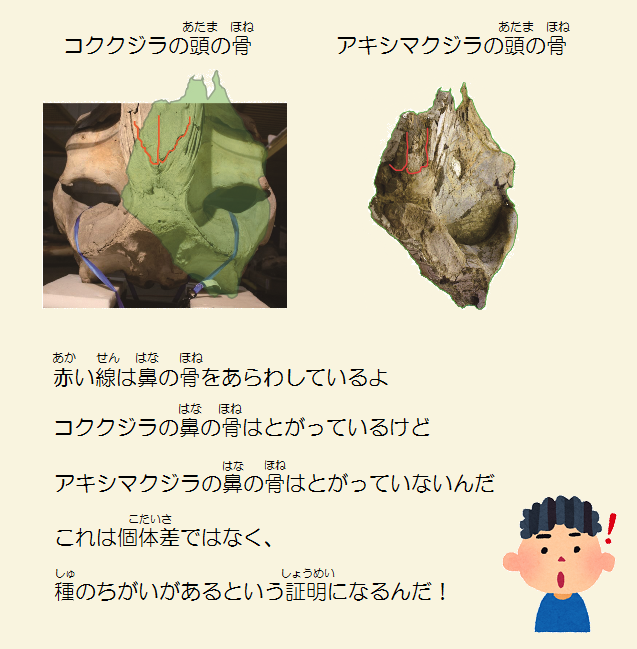 コククジラの鼻の骨はとがっているけど、アキシマクジラの鼻の骨はとがっていないんだ。これは個体差ではなく、種の違いがあるという証明になるんだ！