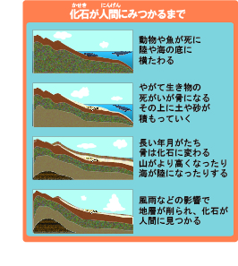 化石が人間にみつかるまで。動物や魚が死に陸や海の底に横たわる。やがて生き物の死がいが骨になる。その上に土や砂が積もっていく。長い年月がたち骨は化石に変わる。山がより高くなったり、海が陸になったりする。風雨などの影響で地層が削られ、化石が人間に見つかる。