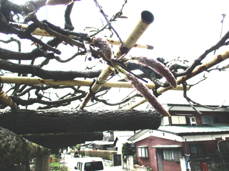 ３月31日の状態